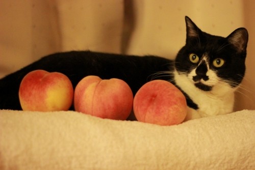 華がたまごを産みました