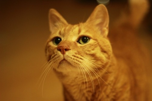 ボケですか?天然ですか?