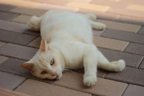 ごめんね、しろこ