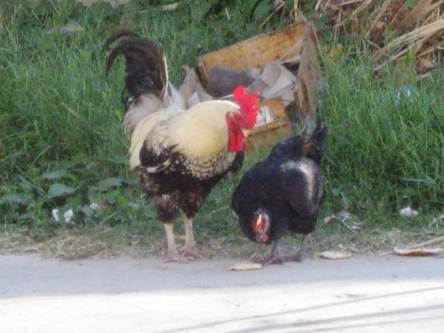 アフリカのにわとり