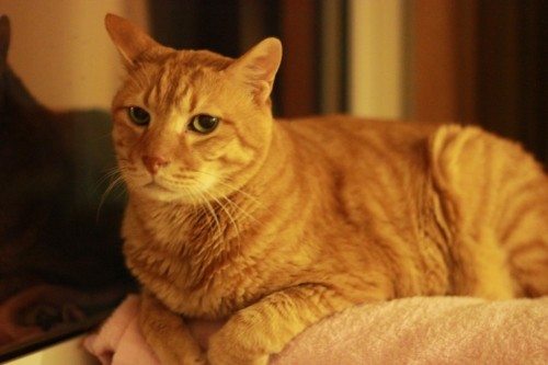 つやちゃんの好きなもの