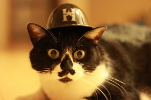 日本ハナファイターズ