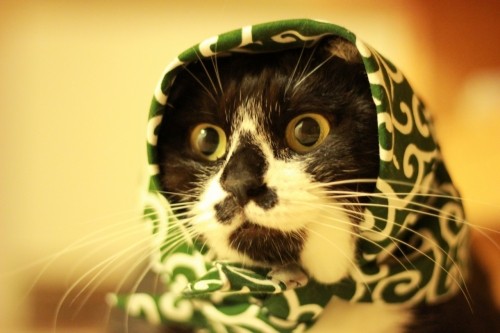 実写版こそどろねこ