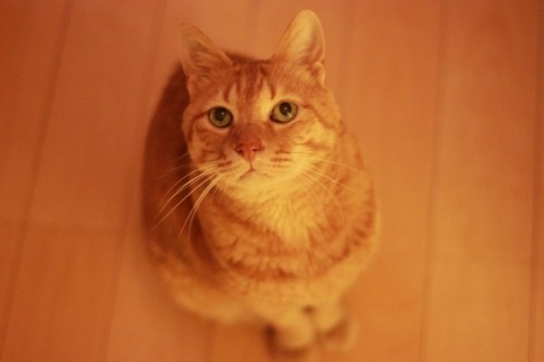 つやじいかつお節がほしいの巻