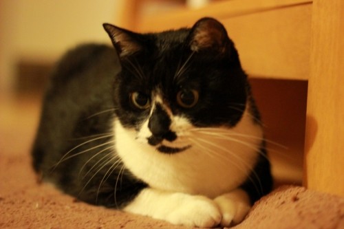 なかなかお気に入りです