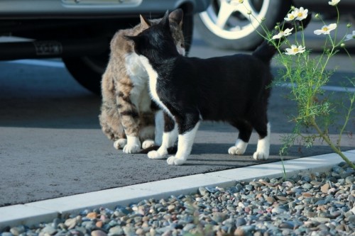 マサムネと若奥ニャン