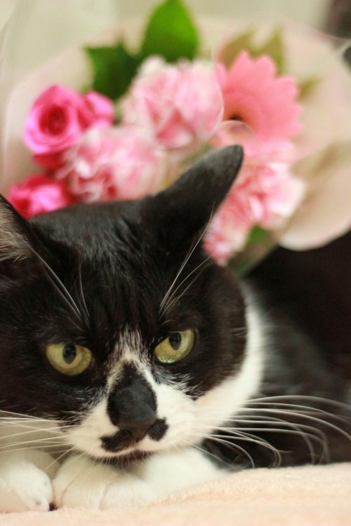 しろこに会いに