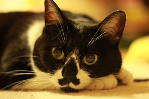 不定期体重測定