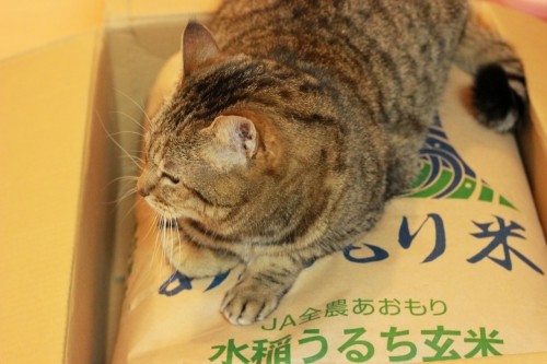 新米が届きました