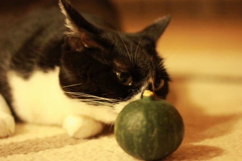 華ちゃんかぼちゃ