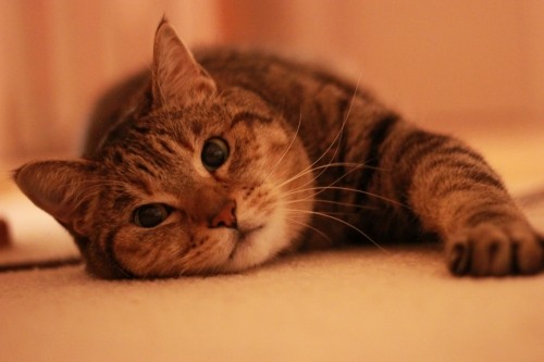 レンズ壊れた...大ショック(T_T)