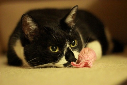 ピンボケぼけぼけ動画