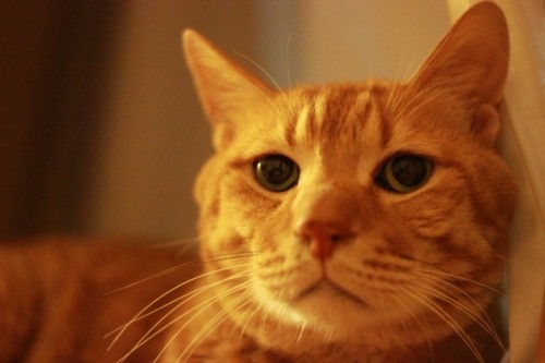 しましま×しましま