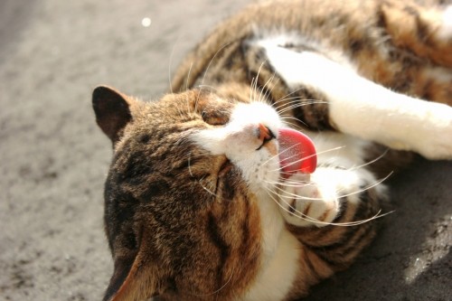 がんばったね！