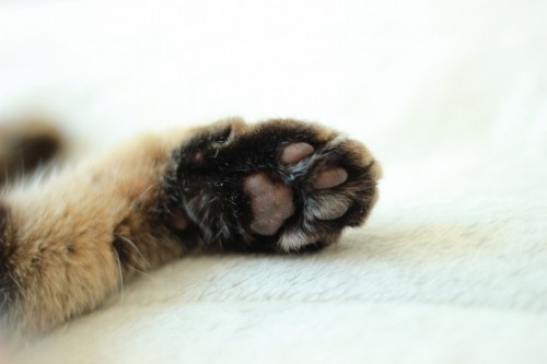 クイズです(*ΦωΦ*)