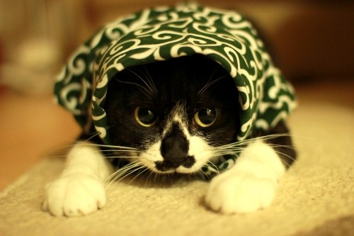 こそどろ華っちょ参上