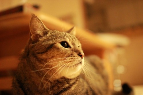 しゃい君 13th Anniversary