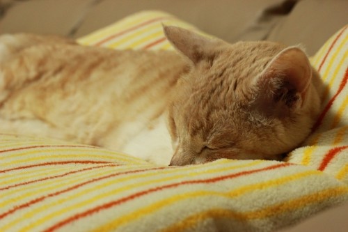 うっちゃん通院＆しろこが＊報に載ったですよ