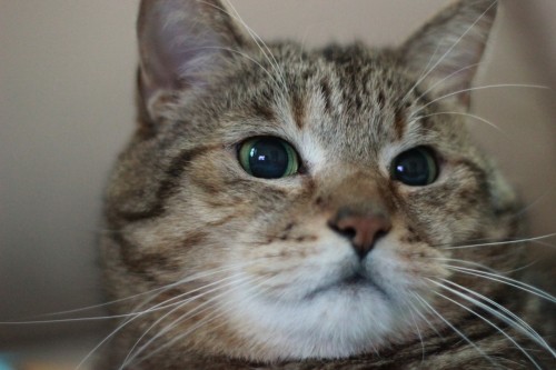 ちょいと多忙でございました