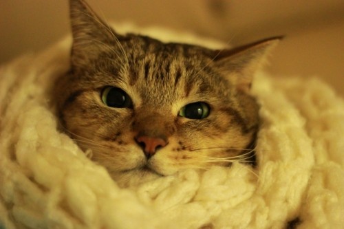 今年もこの季節がやってきた