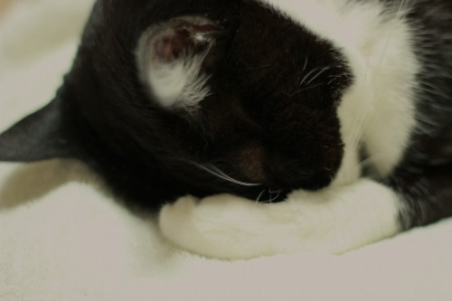 どっかで見たよコレ