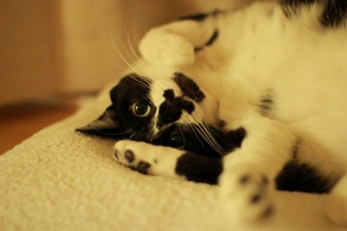 猫がかわいい理由