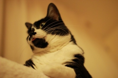 アップローダーが使えません