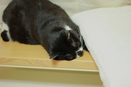 埋まりたい　お年頃