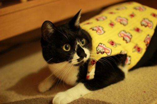 少し早いクリスマスプレゼント