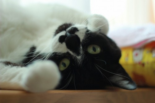 感激です(〃∇〃)