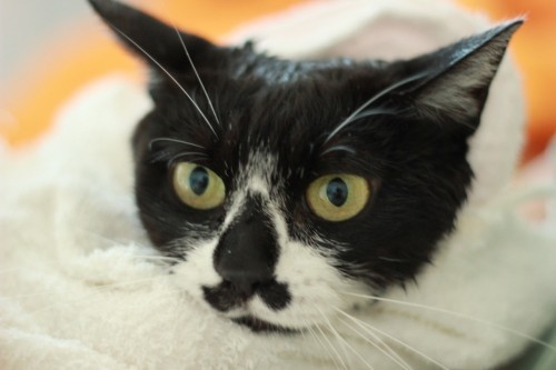 イブとかカンケーなく( ´Д｀)=3