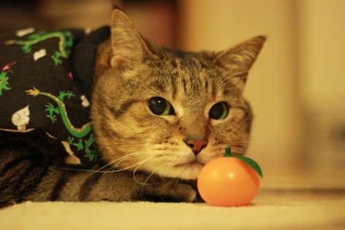 遅ればせながら