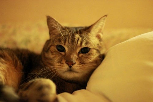 こないだ見つけたネコ動画