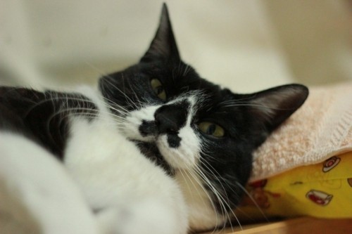 長ぐつをはいたネコ