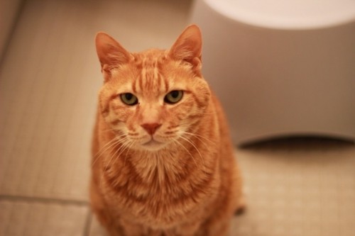 変態ネコ　つやちゃん！？