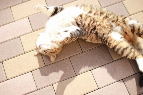 やっとアップされました