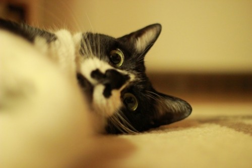 そろそろいけるかな。。。