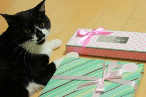 わたしまけましたわ