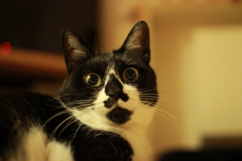 娘が彼氏を連れてきた気分