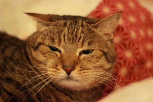 怖いテレビ見ちゃった(>_<)