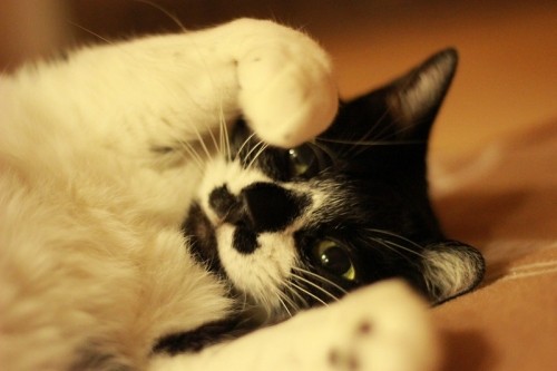 ハナピー ニャン分クッキング