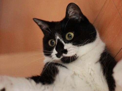 なんじゃこりゃ～～！