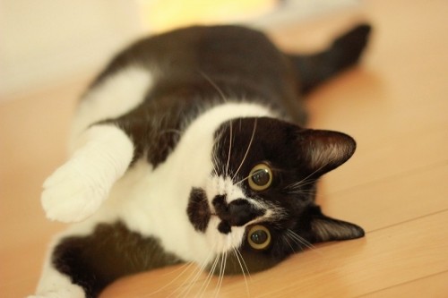 惚れてまうやろ