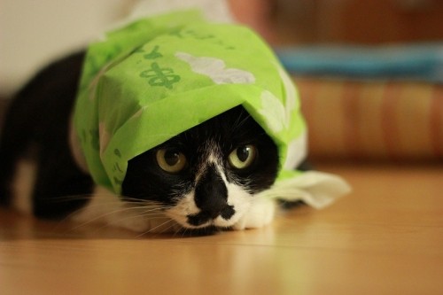 ジブリアニメの男性キャラで結婚するなら