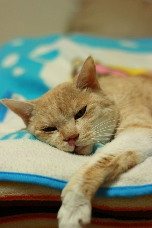 乙女な華ちゃま（？）