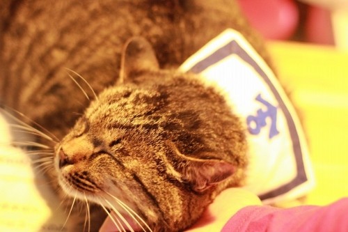 ま～たまた～来たぜ帯広