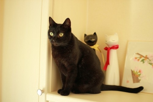 突撃！隣のみいちゃん邸