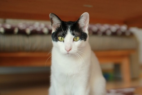 突撃！隣のmiemie邸