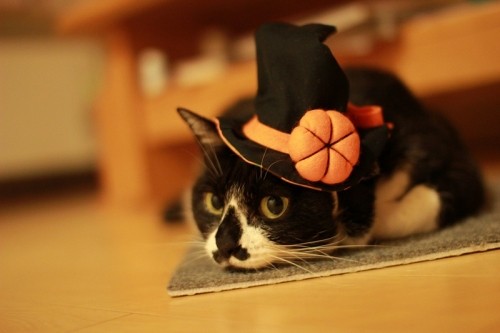 魔女っ子　華ちゃん