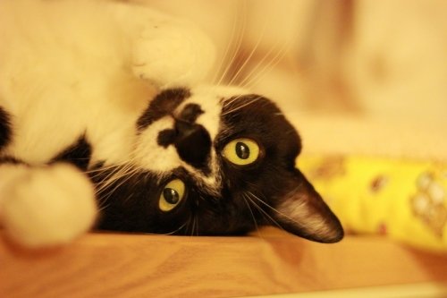 自分的今年の漢字